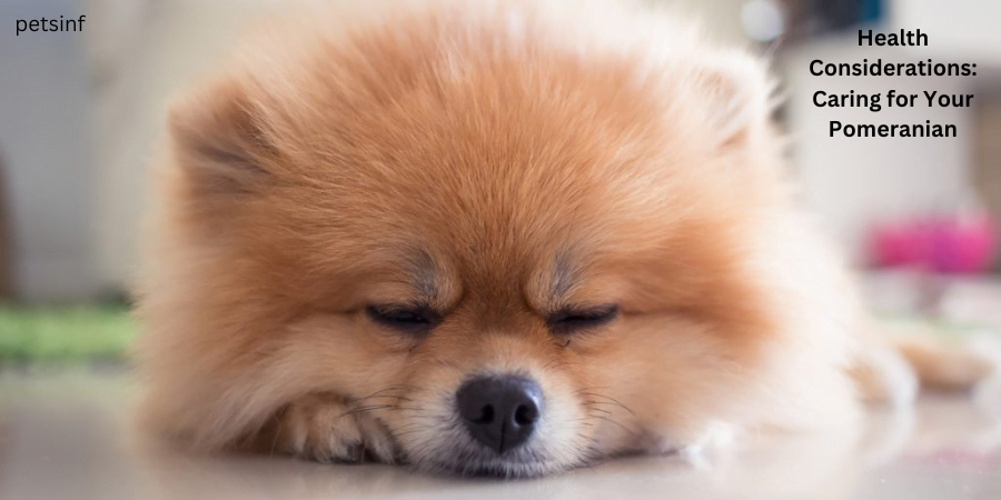 Health Considerations: Caring for Your Pomeranian