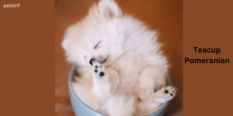 Teacup Pomeranian