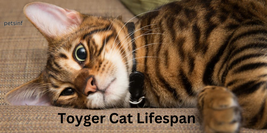 Toyger Cat Lifespan