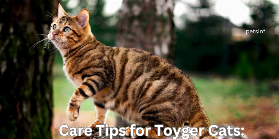 Care Tips for Toyger Cats: