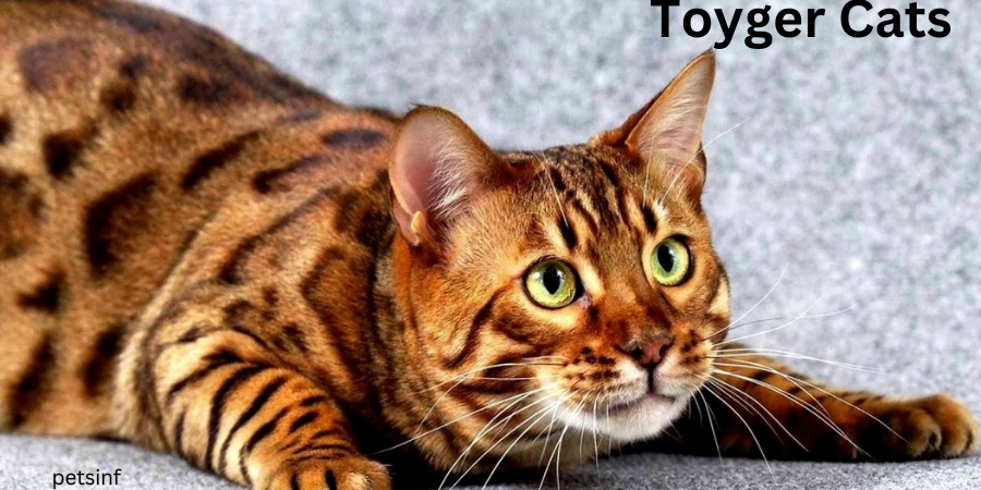 Toyger Cats