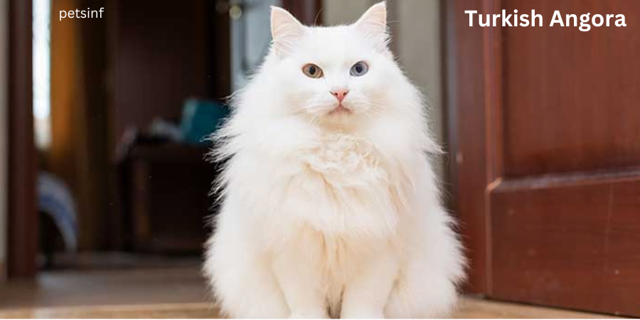 Turkish Angora