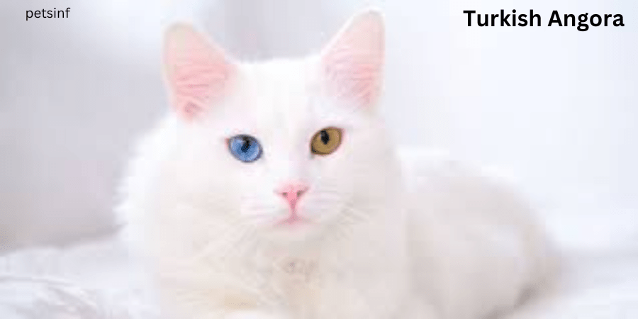 Turkish Angora