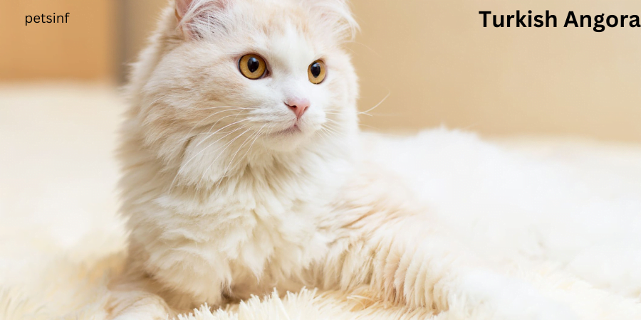 Turkish Angora