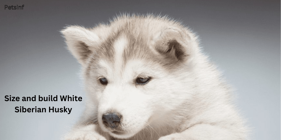 Size and build White Siberian Husky: