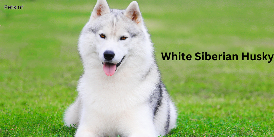 White Siberian Husky