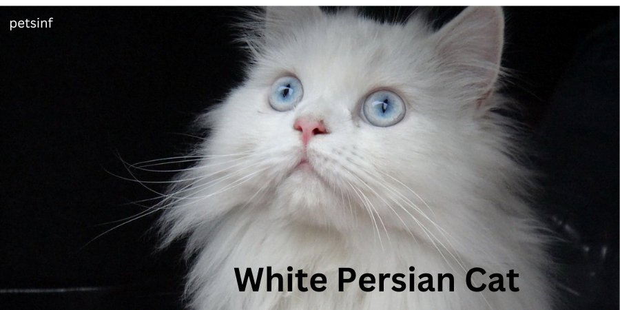 white Persian cat