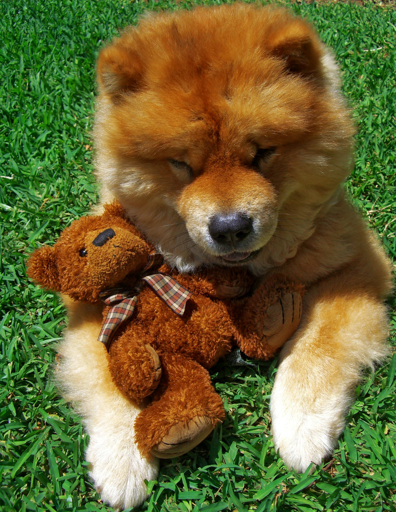 teddy bear dog