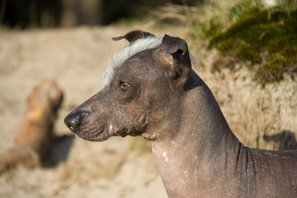 Mexican Hairless Dog