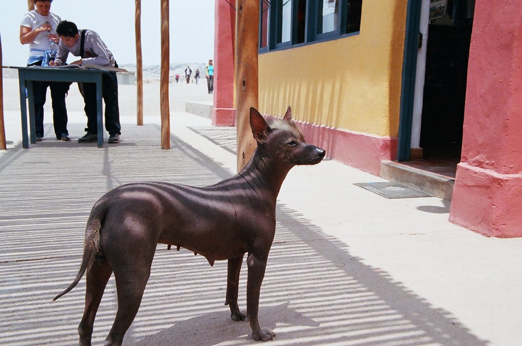 Mexican Hairless Dog