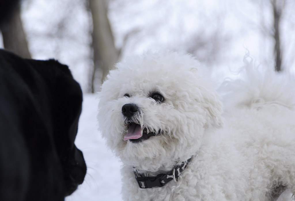 Bichon Frise: