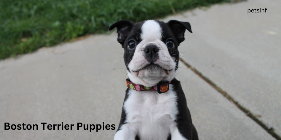 Boston Terrier Puppies