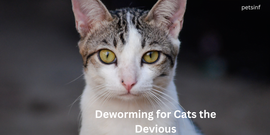 Deworming for Cats the Devious