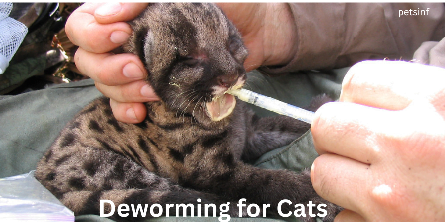 Deworming for Cats