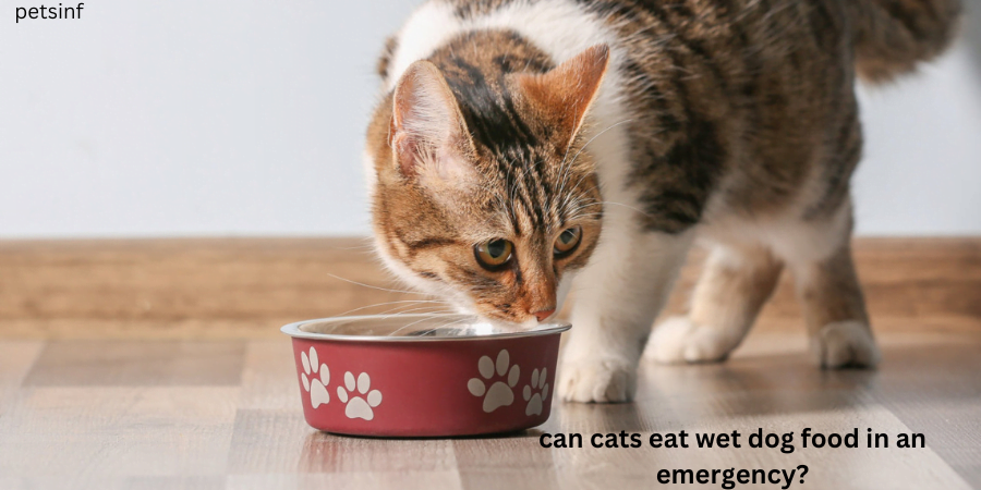 can cats eat dog food in an emergency?