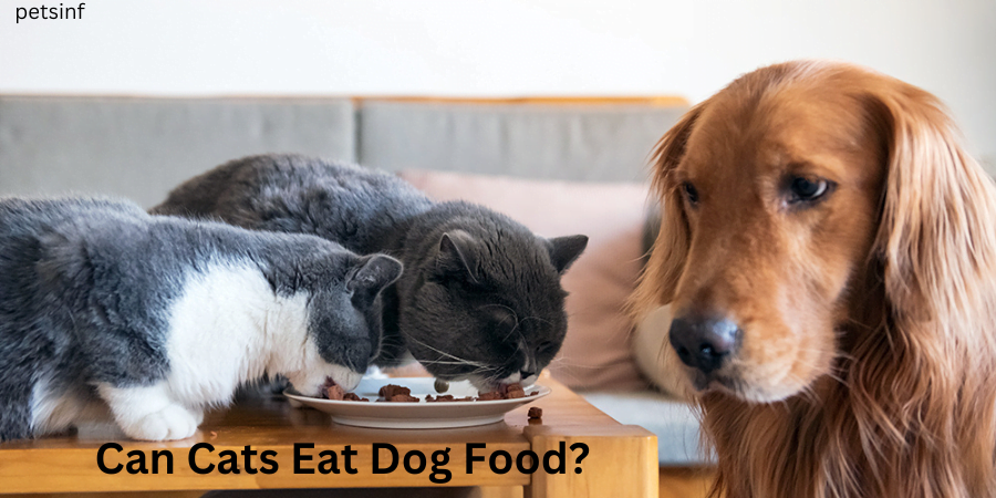 Can Cats Eat Dog Food?