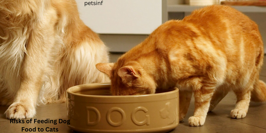 Can Cats Eat Dog Food?