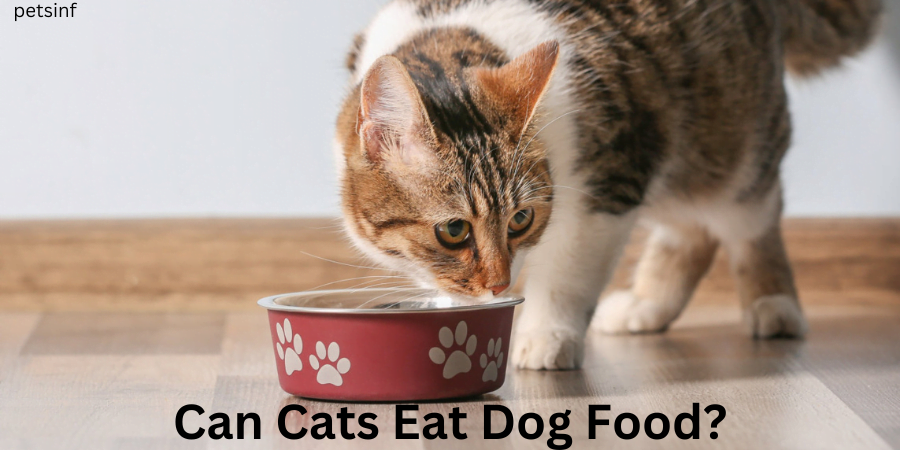 Can Cats Eat Dog Food