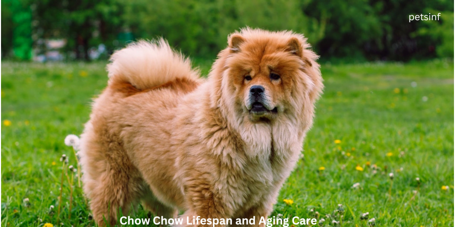 Chow Chow Lifespan and Aging Care: