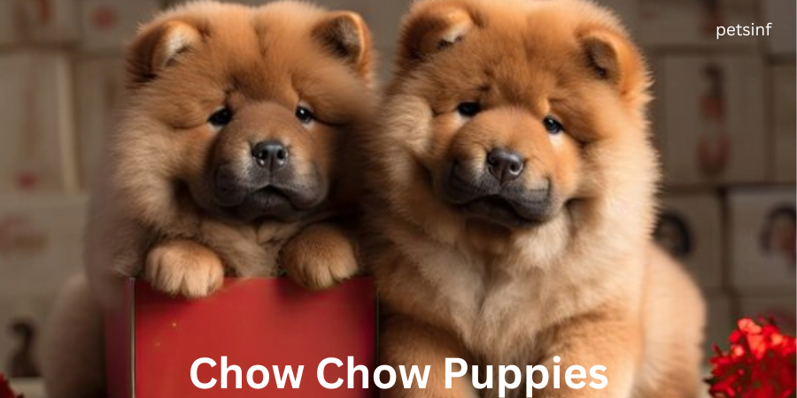 Chow Chow Puppies