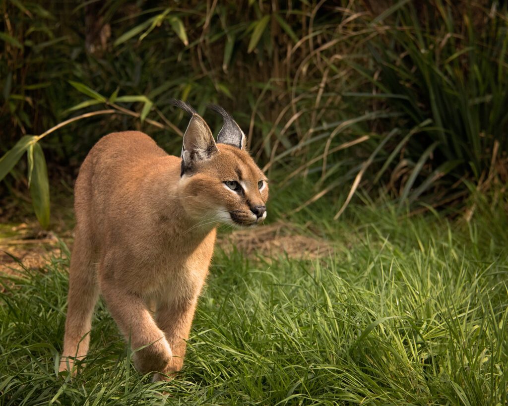 Caracal Cat