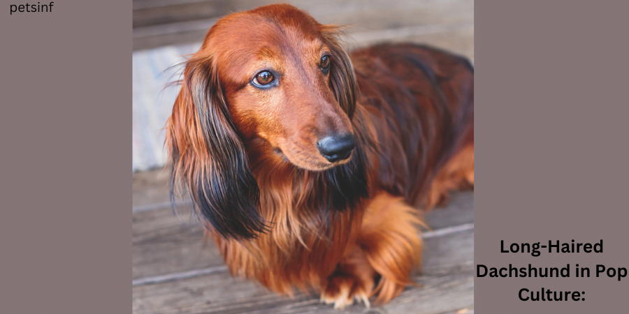 Long-Haired Dachshund in Pop Culture: