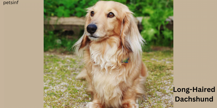 Long-Haired-Dachshund