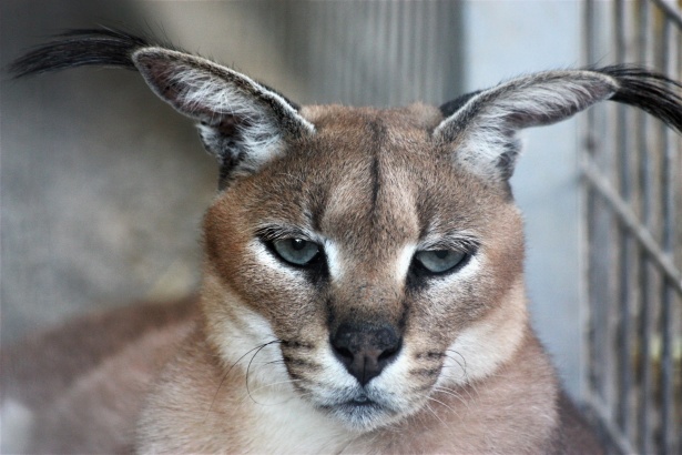 caracal cat