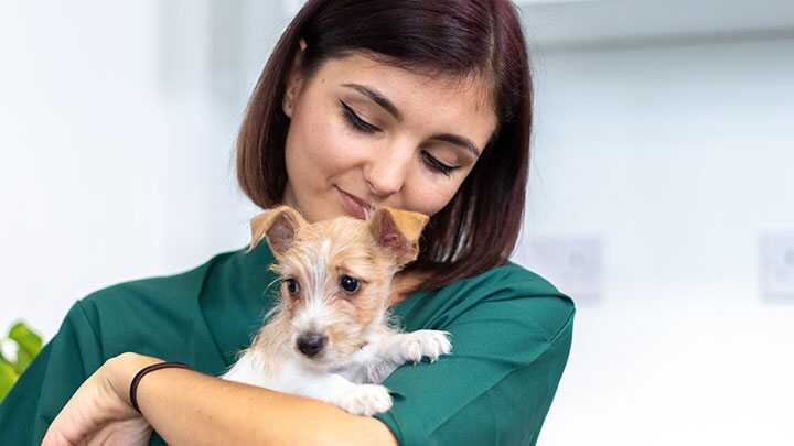 Dog Health Insurance