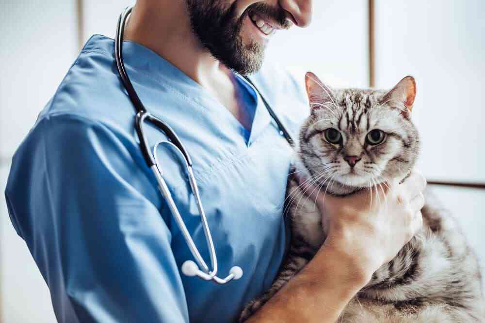 Pet Insurance