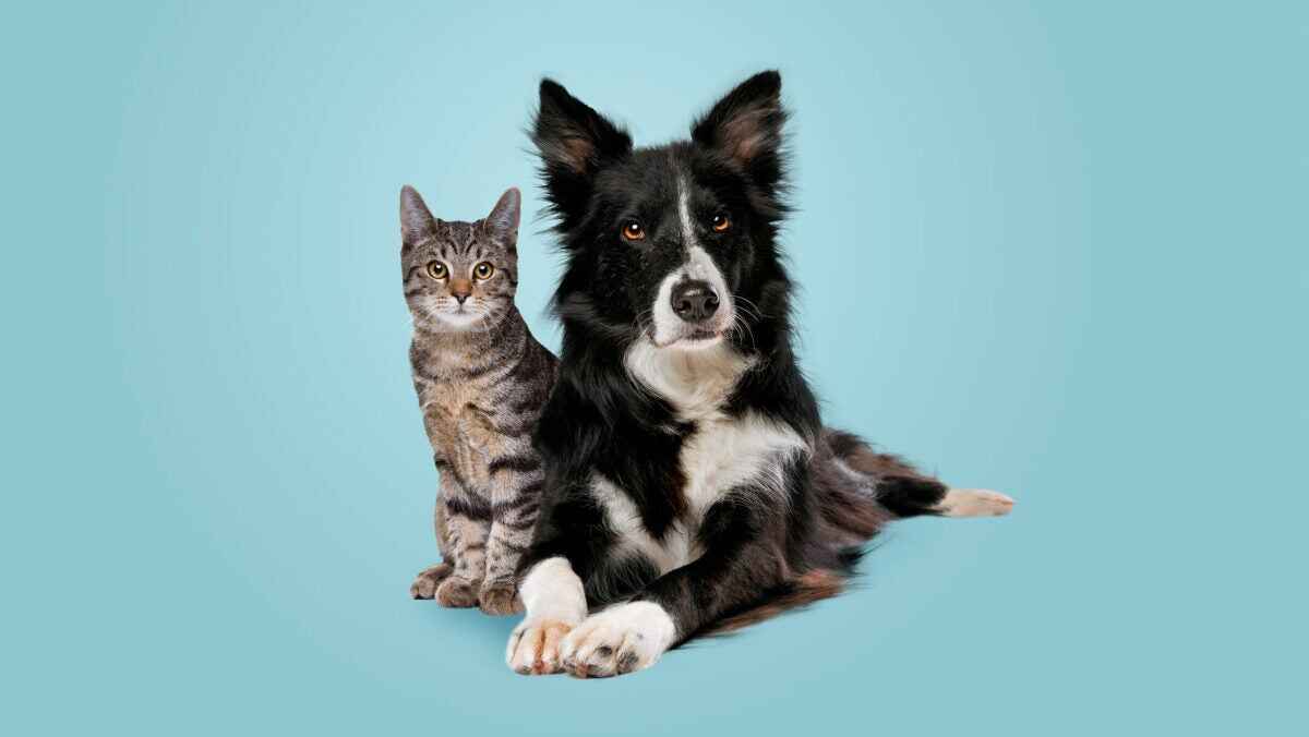 Pet Insurance