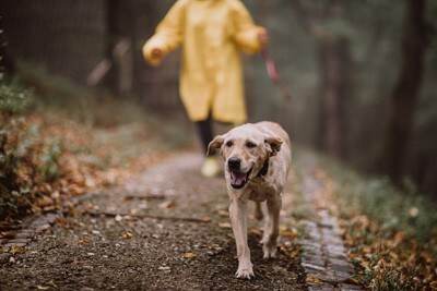 Outdoor Dogs