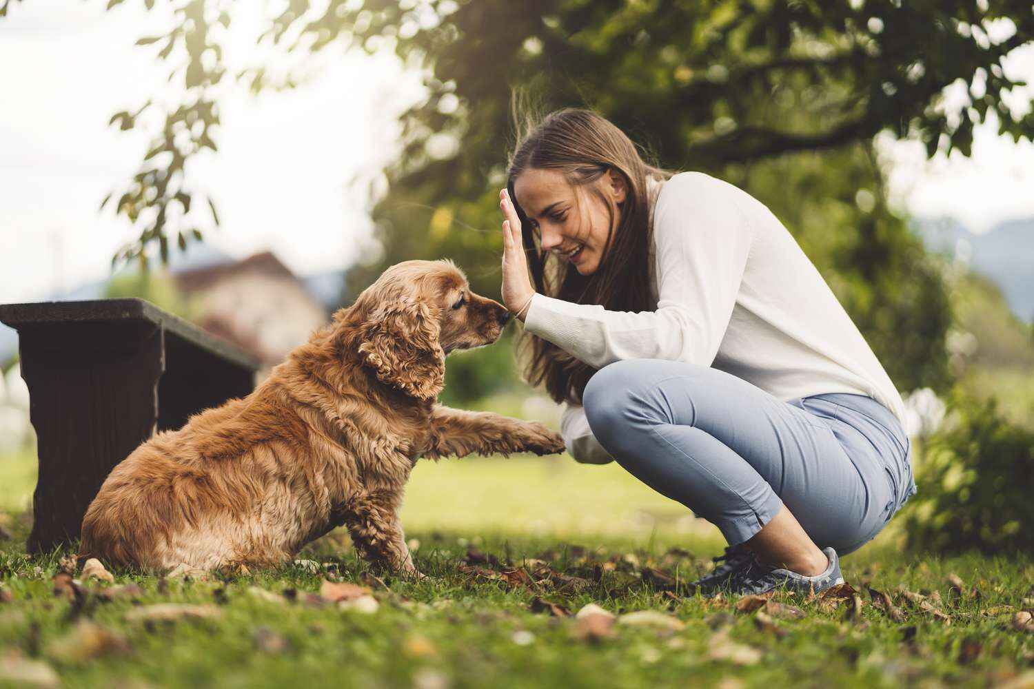 Pet Insurance